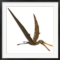 Anhanguera, a genus of Pterosaur from the Cretaceous period Framed Print