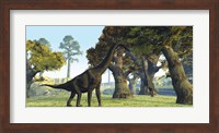 Brachiosaurus dinosaurs walk among large trees in the prehistoric era Fine Art Print