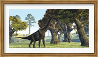 Brachiosaurus dinosaurs walk among large trees in the prehistoric era Fine Art Print