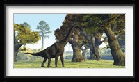 Brachiosaurus dinosaurs walk among large trees in the prehistoric era Framed Print