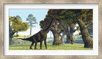 Brachiosaurus dinosaurs walk among large trees in the prehistoric era Fine Art Print