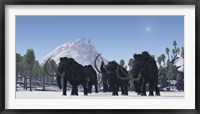 A herd of Woolly Mammoths migrate to a warmer climate in the Pleistocene Age Fine Art Print