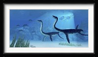 Plesiosaurus dinosaurs swimming the Jurassic seas Framed Print