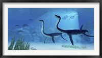 Plesiosaurus dinosaurs swimming the Jurassic seas Framed Print