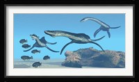 Plesiosaurus dinosaurs hunt a school of Dapedius fish Framed Print