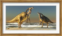 Two Parasaurolophus dinosaurs bellow at each other Fine Art Print