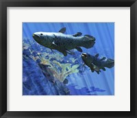 Two Coelacanth fish swimming undersea Fine Art Print