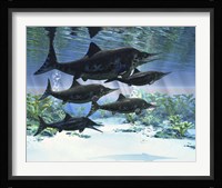 A group of Ichthyosaurs swimming in prehistoric waters Fine Art Print