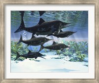 A group of Ichthyosaurs swimming in prehistoric waters Fine Art Print