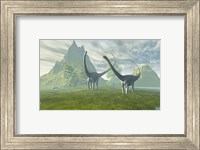 Diplodocus dinosaurs walk together in the afternoon in the prehistoric age Fine Art Print