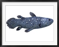 Coelacanth fish against white background Framed Print