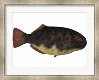 Dapedius, an extinct species of primitive ray-finned fish Fine Art Print