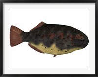 Dapedius, an extinct species of primitive ray-finned fish Framed Print