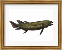 Dipterus, an extinct genus of freshwater lungfish Fine Art Print