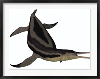 Dolichorhynchops, an extinct genus of short-neck Plesiosaur Framed Print