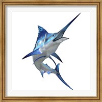 Blue Marlin Fine Art Print