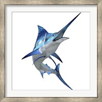 Blue Marlin Fine Art Print