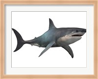 Megalodon shark, a predator from the Cenozoic Era Fine Art Print