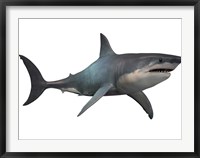 Megalodon shark, a predator from the Cenozoic Era Fine Art Print