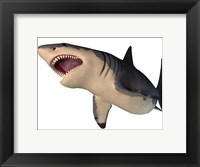 Megalodon shark, an enormous predator from the Cenozoic Era Fine Art Print