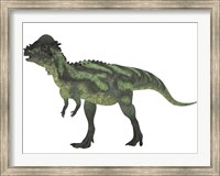 Pachycephalosaurus, a biped dinosaur from the Cretaceous Period Fine Art Print