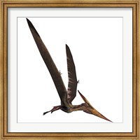 Pteranodon, a reptilian bird from the Late Cretaceous Period Fine Art Print