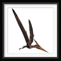 Pteranodon, a reptilian bird from the Late Cretaceous Period Framed Print