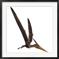 Pteranodon, a reptilian bird from the Late Cretaceous Period Framed Print
