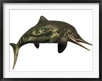 Stenopterygius was an ichthyosaur from the Jurassic Period Framed Print