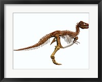 Tyrannosaurus Rex dinosaur skeleton Fine Art Print