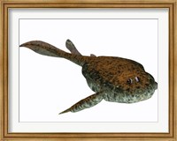 Bothriolepis, a freshwater detritivore from the Devonian Period Fine Art Print
