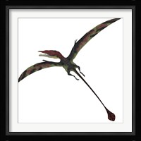 Eudimorphodon, a pterosuar from the Late Triassic Period Framed Print