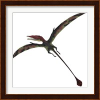 Eudimorphodon, a pterosuar from the Late Triassic Period Fine Art Print