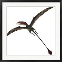 Eudimorphodon, a pterosuar from the Late Triassic Period Framed Print