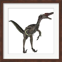Velociraptor, a theropod dinosaur from the late Cretaceous Period Fine Art Print