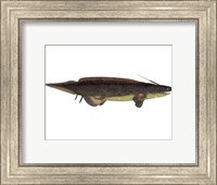 Xenacanthus, a prehistoric shark from the Devonian and Triassic Period Fine Art Print