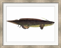 Xenacanthus, a prehistoric shark from the Devonian and Triassic Period Fine Art Print