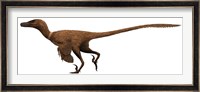Velociraptor mongoliensis was a mid-sized dinosaur from the Cretaceous Period Fine Art Print