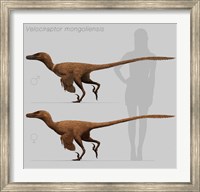 Size comparison of Velociraptor mongoliensis to a human Fine Art Print