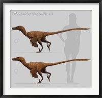 Size comparison of Velociraptor mongoliensis to a human Fine Art Print