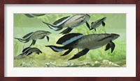 Scaumenacia lobe-finned fish from the Devonian period Fine Art Print