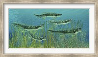 Orthacanthus was a freshwater shark that thrived in the Devonian Period Fine Art Print