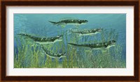 Orthacanthus was a freshwater shark that thrived in the Devonian Period Fine Art Print
