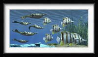 Prehistoric Pteraspis jawless fish swimming with a group of Chelmon Butterflyfish Fine Art Print