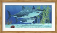 Two Megalodon sharks from the Cenozoic Era Fine Art Print