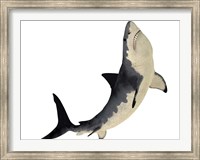 A Megalodon shark from the Cenozoic Era Fine Art Print