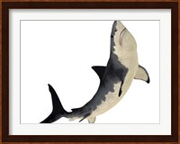 A Megalodon shark from the Cenozoic Era Fine Art Print