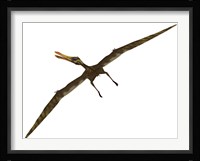 Anhanguera was a fish-eating pterosaur from the Cretaceous era of Brazil Framed Print