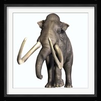 Columbian Mammoth Framed Print