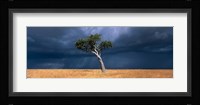 Lone Acacia on Savanna, Masai Mara Game Reserve, Kenya Fine Art Print